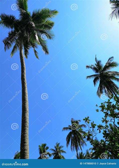 Niyog Stock Photos, Images & Pictures .